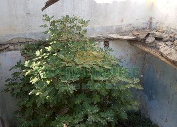 Rustico Saviano - foto 11