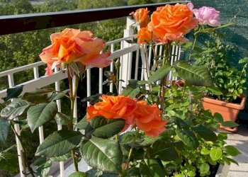 Dettagli - Attico viale degli Angeli, Cuneo (zona Centro) - foto 10