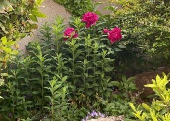 Giardino - Trilocale via Circonvallazione Vigne, 14, Chiusa di Pesio - foto 12