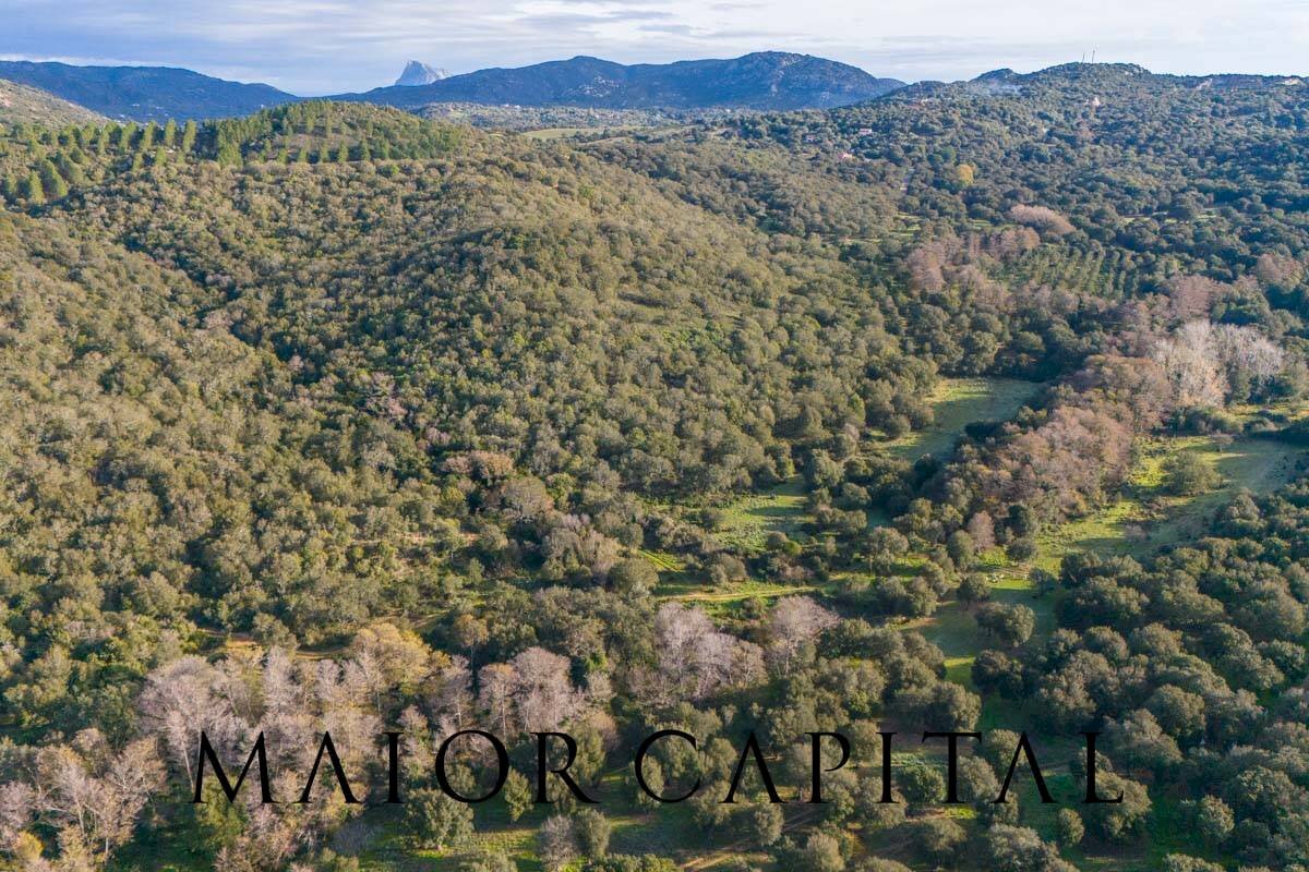 Terreno agricolo SP110, Padru - foto 2