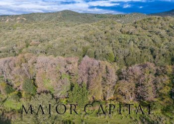 Terreno agricolo SP110, Padru - foto 15