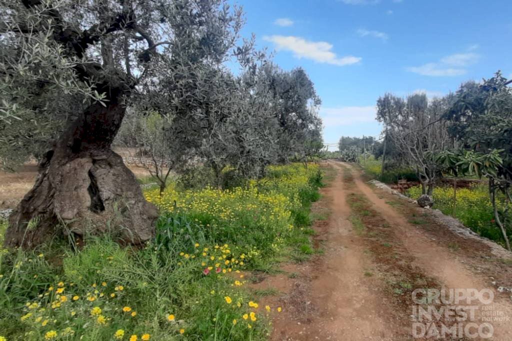 Terreno - Terreno agricolo largo Stazione Cisternino, Fasano - foto 3