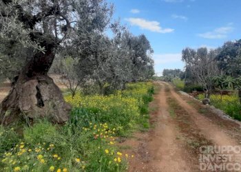 Terreno - Terreno agricolo largo Stazione Cisternino, Fasano - foto 3