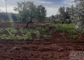 Terreno - Terreno agricolo largo Stazione Cisternino, Fasano - foto 6