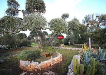 Trullo C.da Genovese, Ceglie Messapica - foto 21