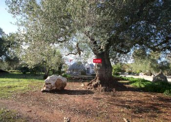 Trullo C.da Genovese, Ceglie Messapica - foto 24