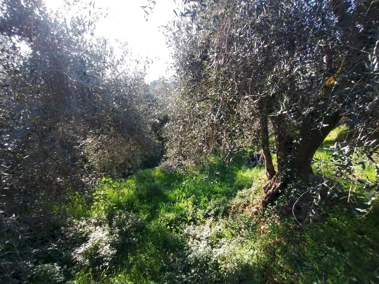 Terreno agricolo Via Sant'Anna, Ventimiglia - foto 2