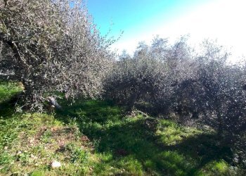 Terreno agricolo Via Sant'Anna, Ventimiglia - foto 1