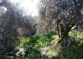 Terreno agricolo Via Sant'Anna, Ventimiglia - foto 2