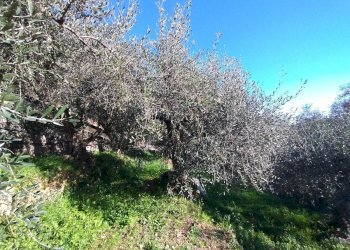 Terreno agricolo Via Sant'Anna, Ventimiglia - foto 3