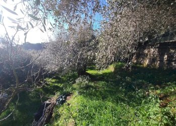Terreno agricolo Via Sant'Anna, Ventimiglia - foto 6
