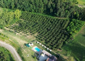 Vista - Rustico Cortazzone - foto 22