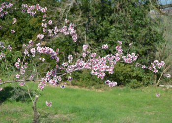 Terreno edificabile VOC. SAN LORENZO, Stroncone - foto 1