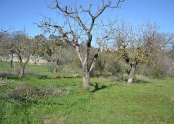 Terreno edificabile VOC. SAN LORENZO, Stroncone - foto 12