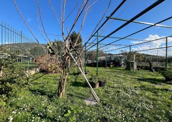 Giardino - Villa Via Parma, Chiavari - foto 27