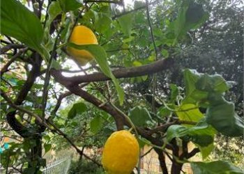 Trilocale Rapallo - foto 5