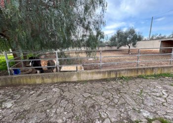 Terreno - Villa SS16bis, 3, Giovinazzo - foto 28