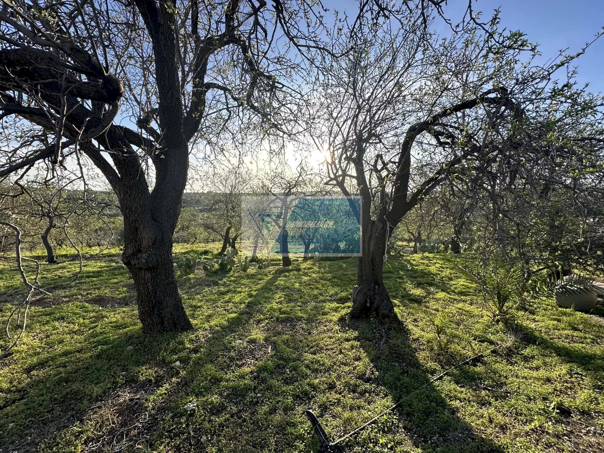 Building land Noto - photo 3