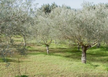 Villa Strada Statale, Canicattì - foto 51