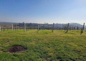 Terreno agricolo Forlì - foto 1