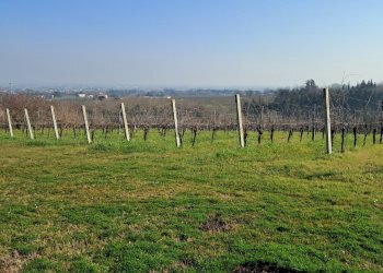 Terreno agricolo Forlì - foto 2