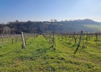 Terreno agricolo Forlì - foto 3