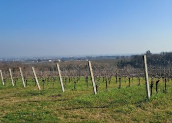 Terreno agricolo Forlì - foto 4