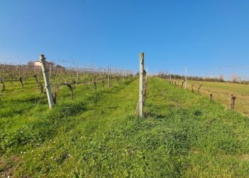 Terreno agricolo Forlì - foto 5