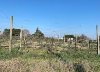 Agricultural land Imola - photo 1