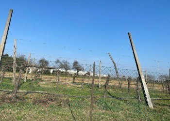 Agricultural land Imola - photo 2