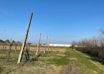 Agricultural land Imola - photo 3