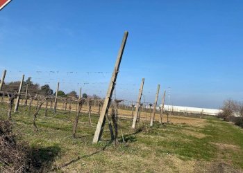 Agricultural land Imola - photo 4