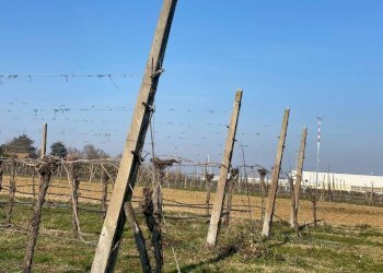 Agricultural land Imola - photo 5