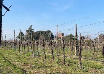 Agricultural land Imola - photo 8