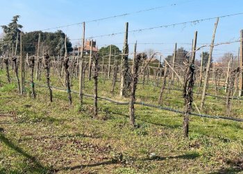 Agricultural land Imola - photo 9