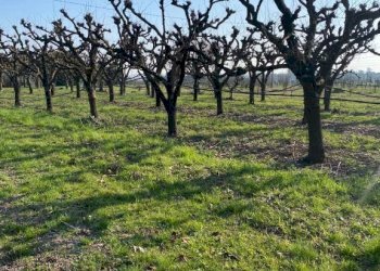 Agricultural land Imola - photo 10