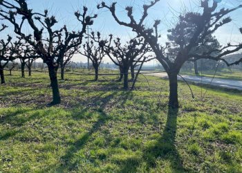 Agricultural land Imola - photo 11