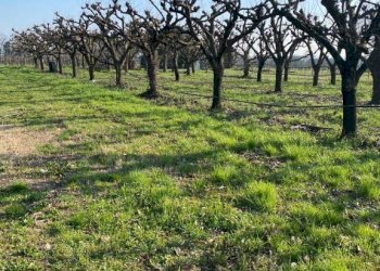 Agricultural land Imola - photo 12