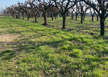 Agricultural land Imola - photo 13