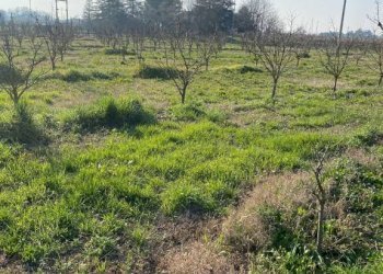 Agricultural land Imola - photo 14