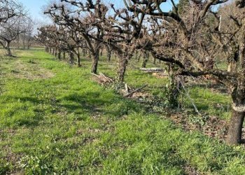 Agricultural land Imola - photo 15