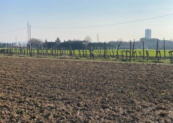 Agricultural land Imola - photo 16