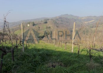 Terreno - Rustico via Montegranello, Cesena - foto 19