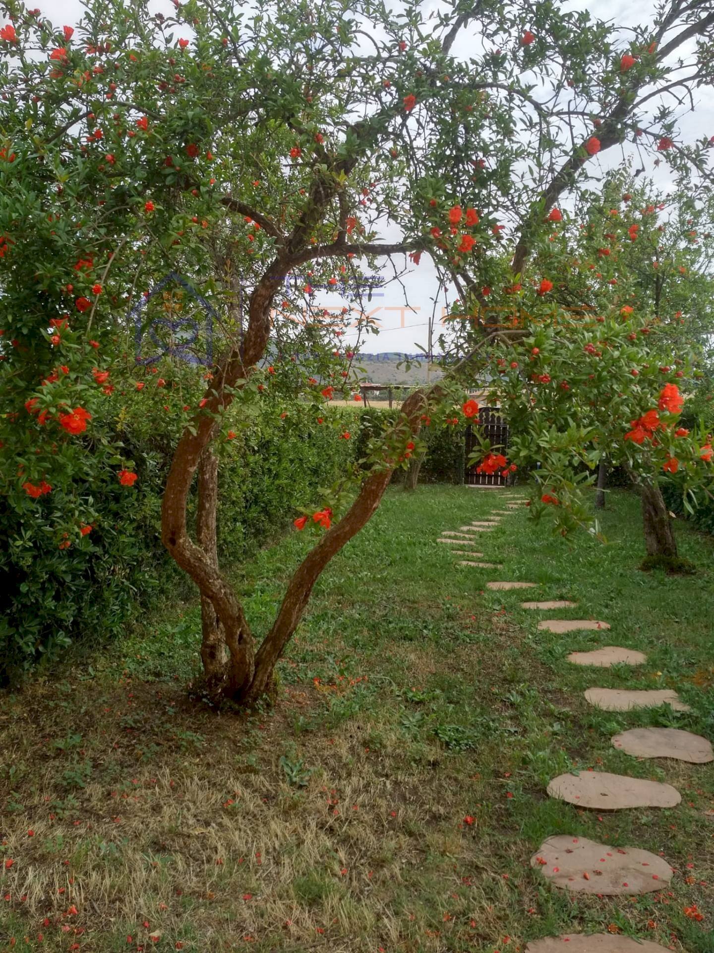 Trilocale via Piemonte, Capalbio - foto 3