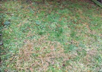 Giardino - Villa Casella - foto 25