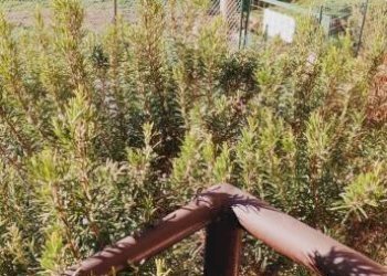 Trilocale Ceres - foto 9