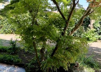 Giardino - Villa via dei Partigiani, 5/a, Valeggio sul Mincio - foto 3