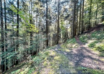 Terreno - Rustico Fobello - foto 23