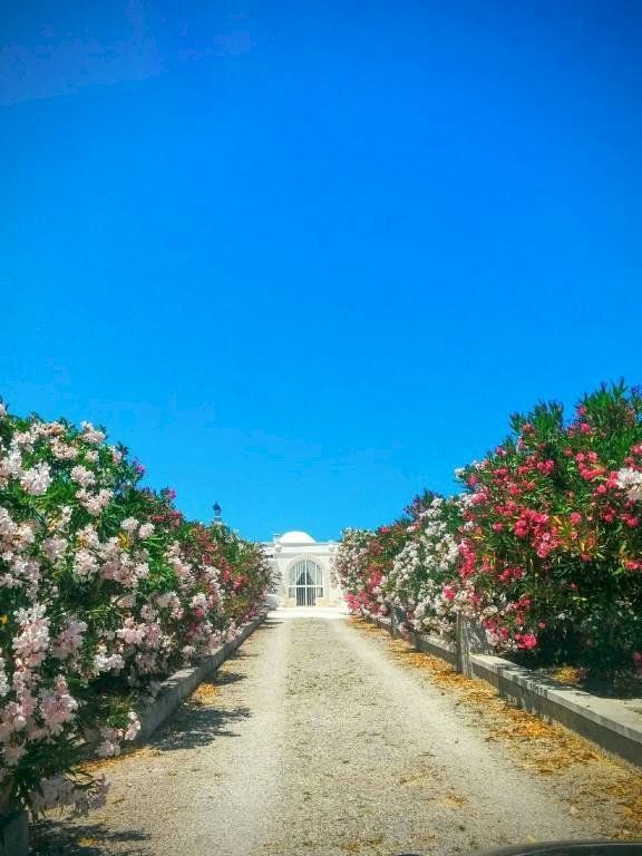 Ingresso - Rustico contrada San Benedetto, Ostuni - foto 2