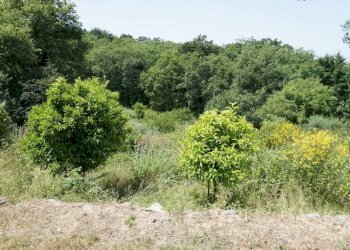 frutteto - Rustico Località Monti San Lorenzo, Lerici - foto 5